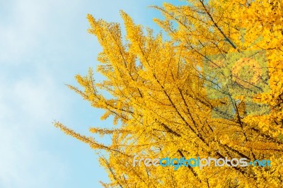 Ginkgo Leaves Stock Photo