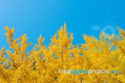 Ginkgo Leaves Stock Photo