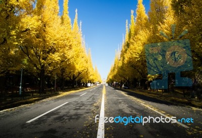 Ginkgo Tree Avenue Heading Down To The Meiji Memorial Picture Ga… Stock Photo