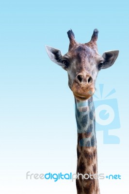 Giraffe Stock Photo