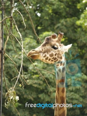 Giraffe Stock Photo