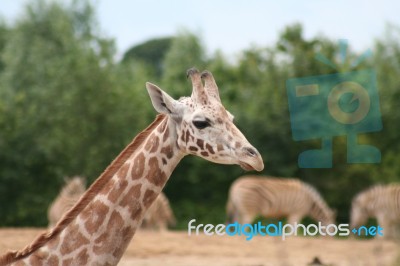 Giraffe Stock Photo