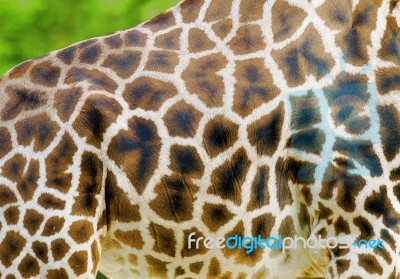 Giraffe Stock Photo