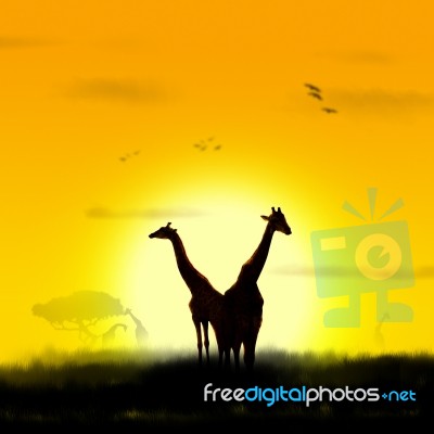 Giraffe Stock Photo