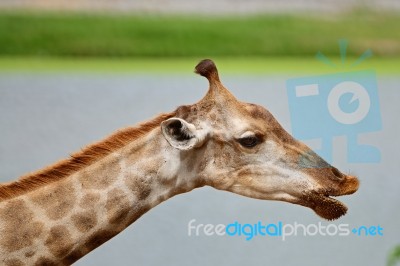 Giraffe Stock Photo