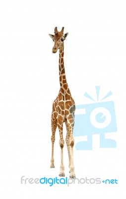 Giraffe Stock Photo