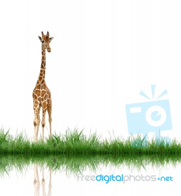 Giraffe Stock Photo