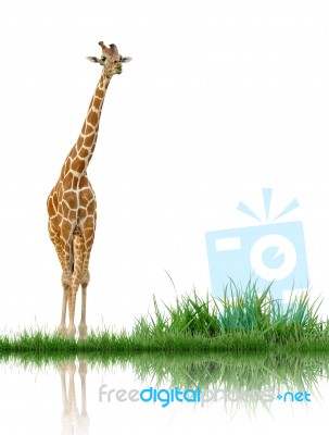 Giraffe Stock Photo