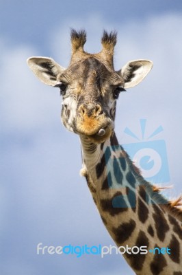 Giraffe Stock Photo