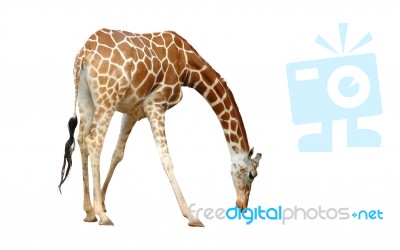 Giraffe Stock Photo