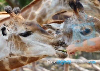 Giraffe Stock Photo