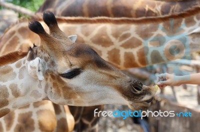 Giraffe Stock Photo