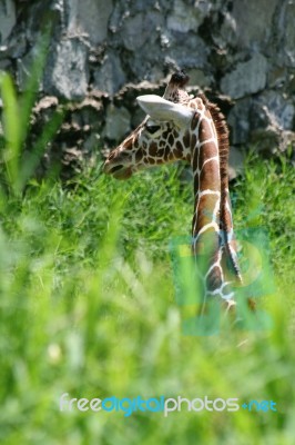 Giraffe Stock Photo