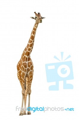 Giraffe Stock Photo