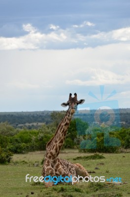 Giraffe Stock Photo