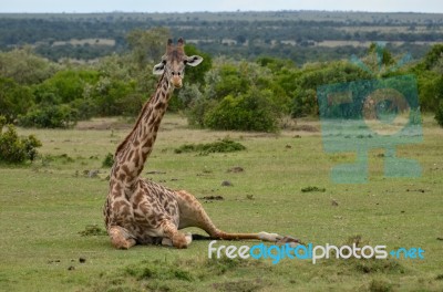 Giraffe Stock Photo