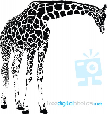 Giraffe Stock Image