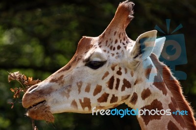 Giraffe Stock Photo