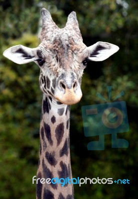 Giraffe Stock Photo