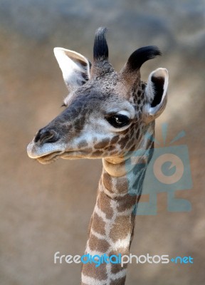 Giraffe Stock Photo