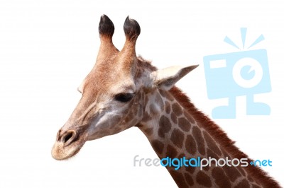 Giraffe Stock Photo