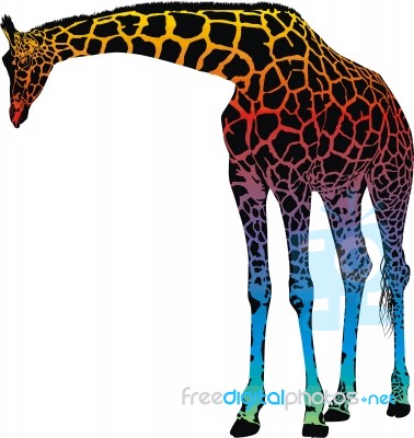 Giraffe - Abstract Rainbow Stock Image