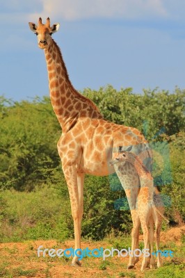 Giraffe - African Wildlife Background - Baby Animals In The Wild… Stock Photo