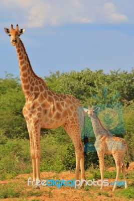 Giraffe - African Wildlife Background - Baby Animals In The Wild… Stock Photo