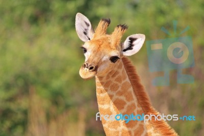 Giraffe - African Wildlife Background - Baby Animals In The Wild… Stock Photo