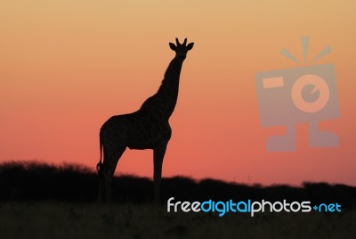 Giraffe - African Wildlife Background - Beautiful Pink Stock Photo