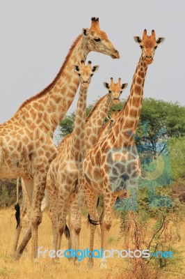 Giraffe - African Wildlife Background - Family Of Patterns Stock Photo