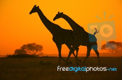 Giraffe - African Wildlife Background - Galloping Freedom Stock Photo