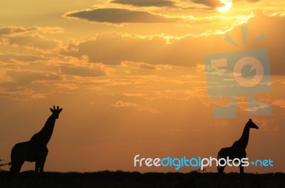 Giraffe - African Wildlife Background - Golden Nature Stock Photo