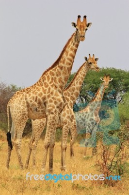 Giraffe - African Wildlife Background - Herd Of Patterns Stock Photo