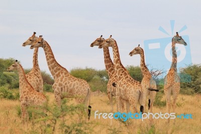 Giraffe - African Wildlife Background - Humor In Nature Stock Photo