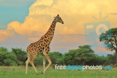 Giraffe - African Wildlife Background - Into The Storm Stock Photo