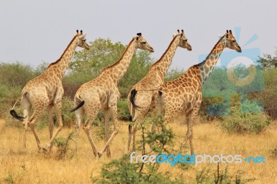 Giraffe - African Wildlife Background - Lined Up Patterns Stock Photo