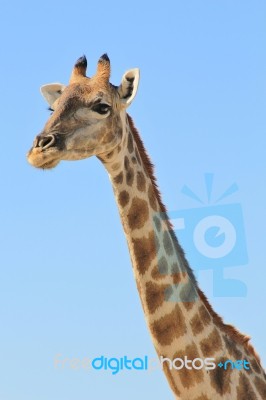 Giraffe - African Wildlife Background - Long Neck Stock Photo