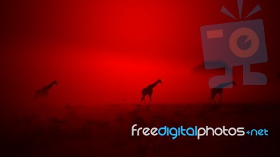 Giraffe - African Wildlife Background - Mystical Colors In Nature Stock Photo