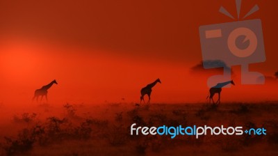 Giraffe - African Wildlife Background - Out Of The Dust Stock Photo