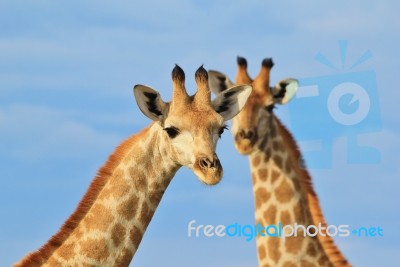 Giraffe - African Wildlife Background - Posing Patterns From Africa Stock Photo