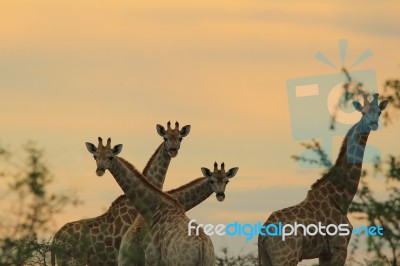 Giraffe - African Wildlife Background - Shapes And Poses In Nature Stock Photo