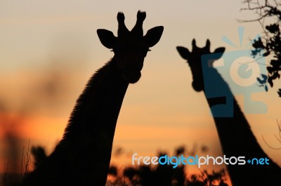 Giraffe - African Wildlife Background - Silhouette And Color Stock Photo