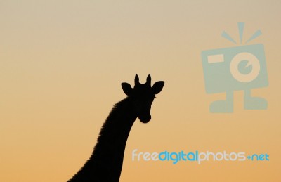 Giraffe - African Wildlife Background - Solitude Shape Stock Photo