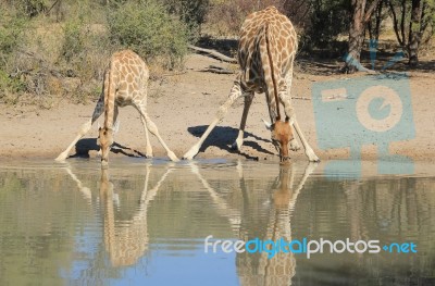 Giraffe - African Wildlife Background - Splits For Sips Stock Photo