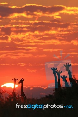 Giraffe - African Wildlife Background - Under Skies Magnificent Stock Photo