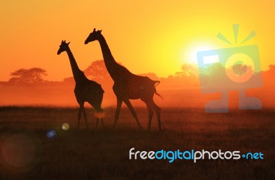 Giraffe - African Wildlife Background - Walking Through A Field Of Gold Stock Photo