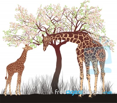 Giraffe And Tree Stock Image