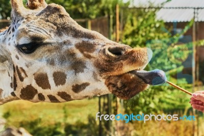 Giraffe At The Zoo Stock Photo