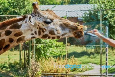 Giraffe At The Zoo Stock Photo